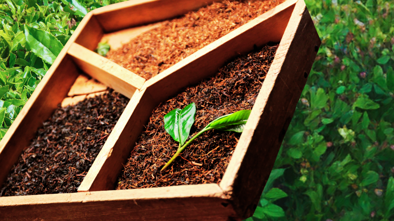 Ren_Beaulieu_Luxury_Organic_Tea_Bespoke Tea leaves front up